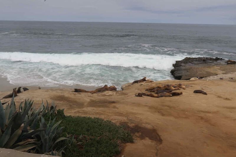 sealions la Jolla San Diego